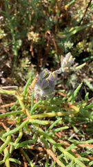 Chloropyron maritimum