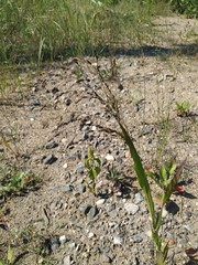 Panicum miliaceum ruderale