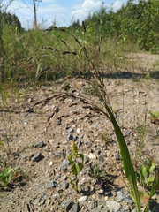 Panicum miliaceum ruderale