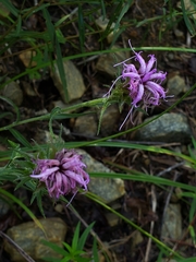 Liatris squarrosa