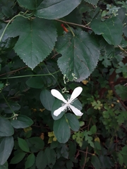 Clematis terniflora