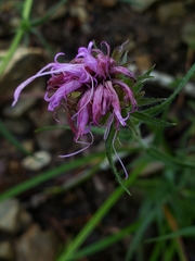 Liatris squarrosa