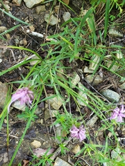 Liatris squarrosa