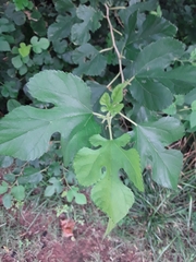 Morus alba