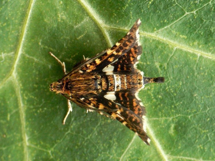 Thyridinae