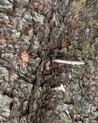 Urocerus cressoni