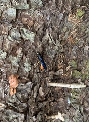 Urocerus cressoni
