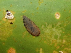 Glossiphoniidae