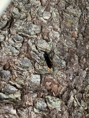 Urocerus cressoni