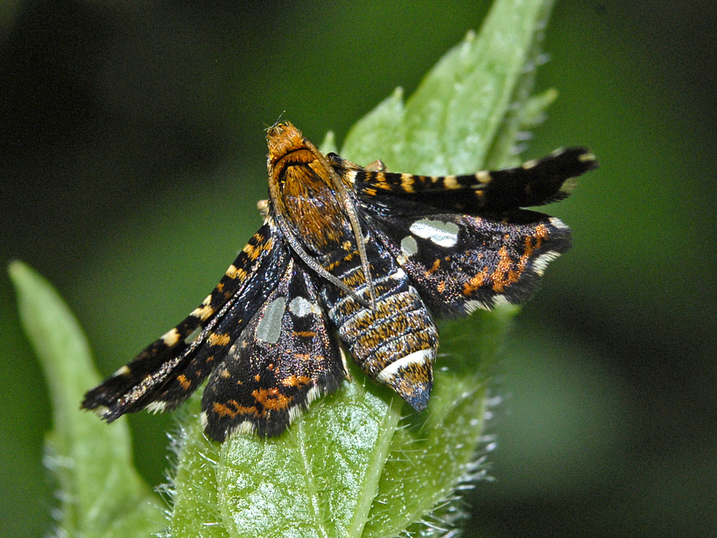 Pygmy