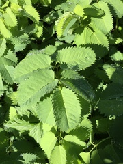 Sanguisorba stipulata