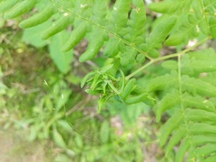 Chirosia grossicauda