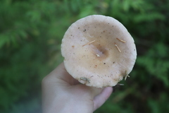 Lactarius utilis