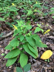 Lysimachia tonsa