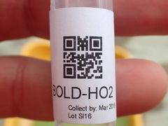 Glossiphoniidae