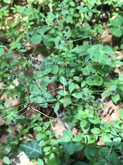 Galium rotundifolium