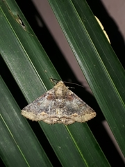 Pericyma cruegeri