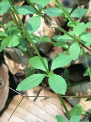Galium rotundifolium