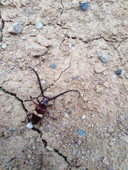 Lissonotus flavocinctus