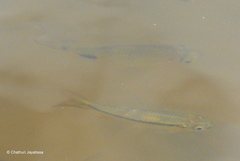 Rasbora dandia