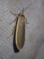 Eilema depressa