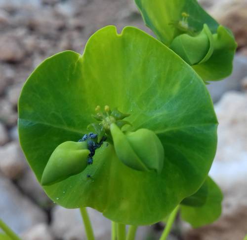 Euphorbia kotschyana