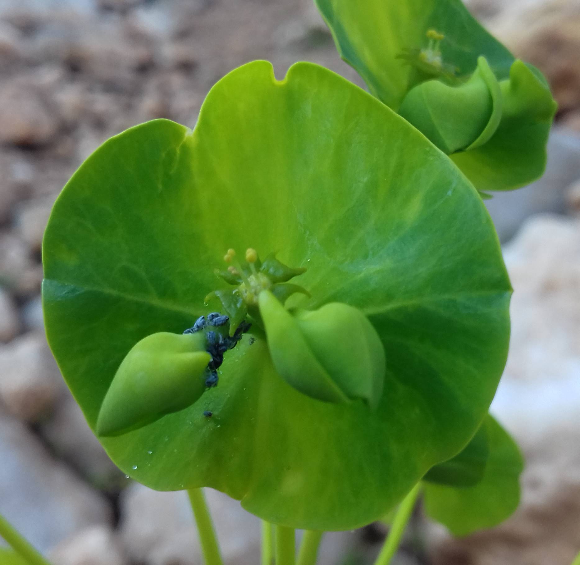 Euphorbia kotschyana