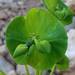 Euphorbia kotschyana - Photo (c) saba, algunos derechos reservados (CC BY-NC-SA), subido por saba