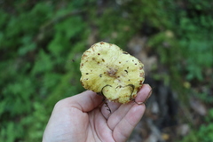 Suillus sibiricus