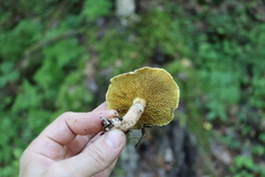 Suillus sibiricus