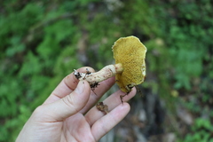 Suillus sibiricus