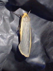 Eilema depressa