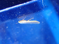 Eilema depressa