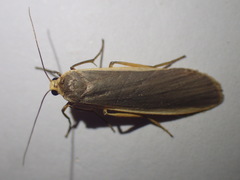 Eilema depressa
