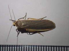 Eilema depressa