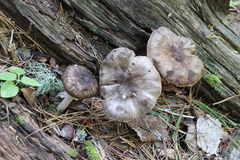Pluteus rangifer