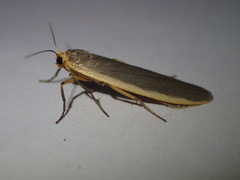 Eilema depressa