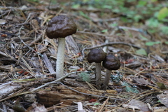 Pluteus rangifer