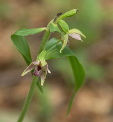 Epipactis leptochila neglecta