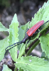 Desmocerus aureipennis