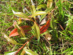 Nepenthes distillatoria