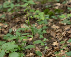 Epipactis leptochila neglecta
