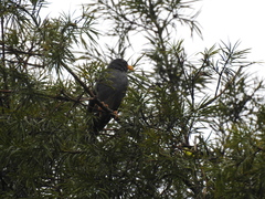 Turdus nigriceps
