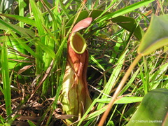Nepenthes distillatoria