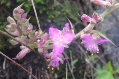Thyrsanthemum floribundum