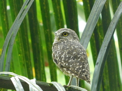 Athene cunicularia
