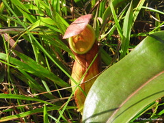 Nepenthes distillatoria
