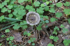 Amanita umbrinolutea