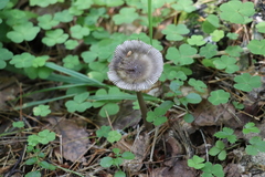 Amanita umbrinolutea