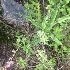 Thyrsanthemum floribundum